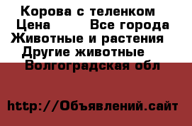 Корова с теленком › Цена ­ 69 - Все города Животные и растения » Другие животные   . Волгоградская обл.